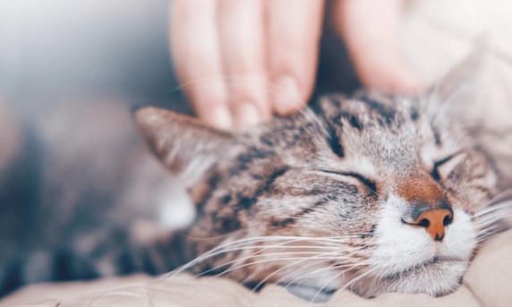 Massage animalier